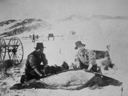 A historic picture showing a Greenlandic guide butchering a seal for the Lady Franklin Bay Expedition.