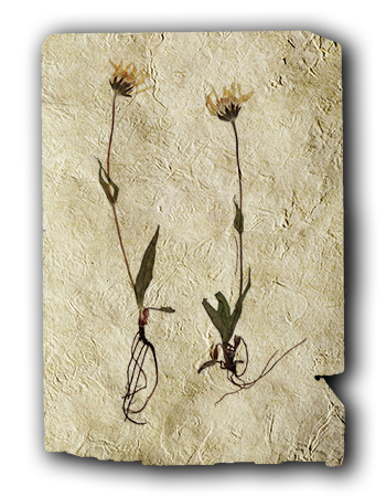 Asteraceae Arnica Alpina