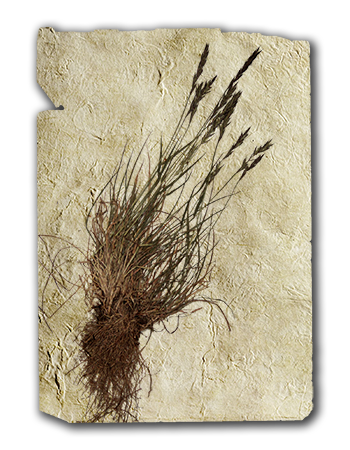 Grass Agropyron Violaceum