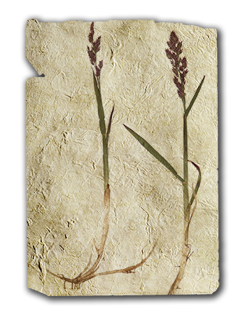 Grass Arctogrostis Latifolia