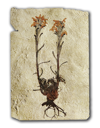 Pedicularis Hirsuta