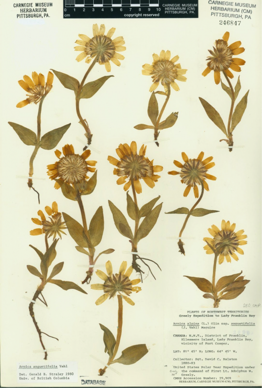 A photograph showing a series of flowers of the same species pressed and mounted along with identification and catalogue tags.