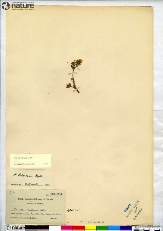 A photograph of a botanical specimen, showing a small pressed plant with identification and catalogue cards.
