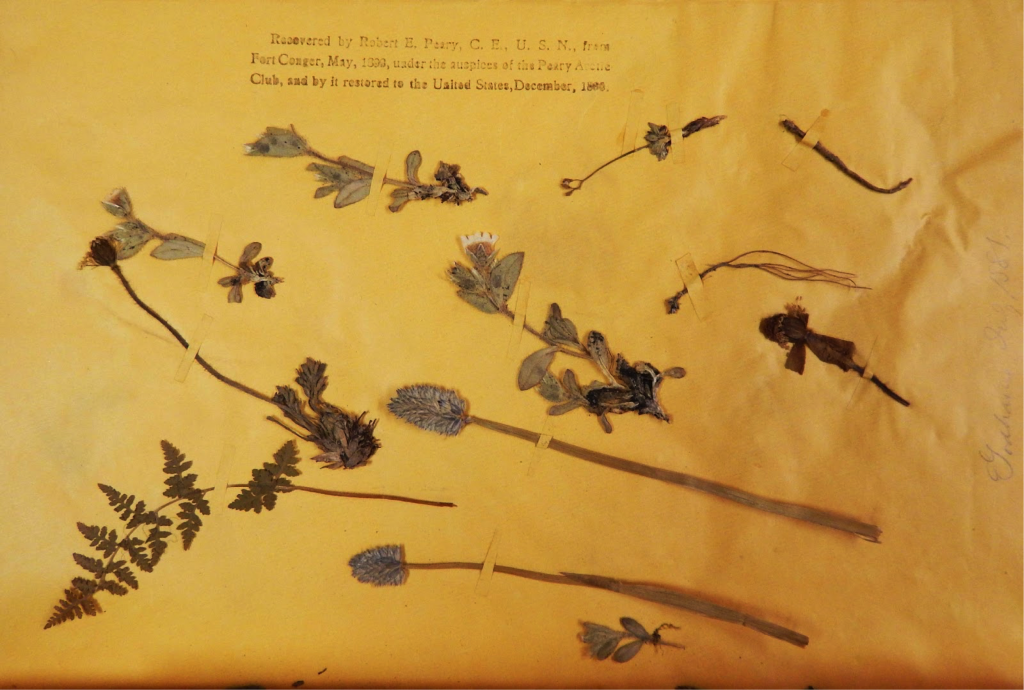 A photograph of a botanical specimen showing a pressed arctic plant. and catalogue tags.